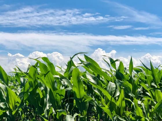 A cornfield under a blue sky — the corn syrup we don't use